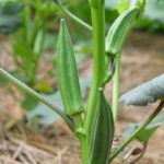 Kiwano – informatii utile despre cultivare