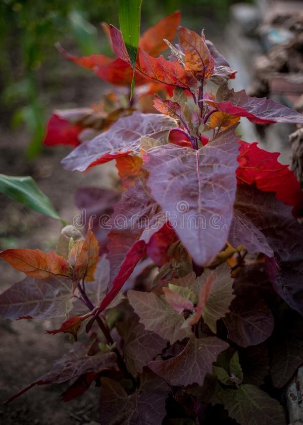 Atriplex hortensis - loboda rosie