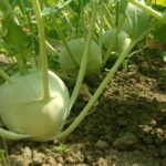 Creson – informatii utile despre cultivare