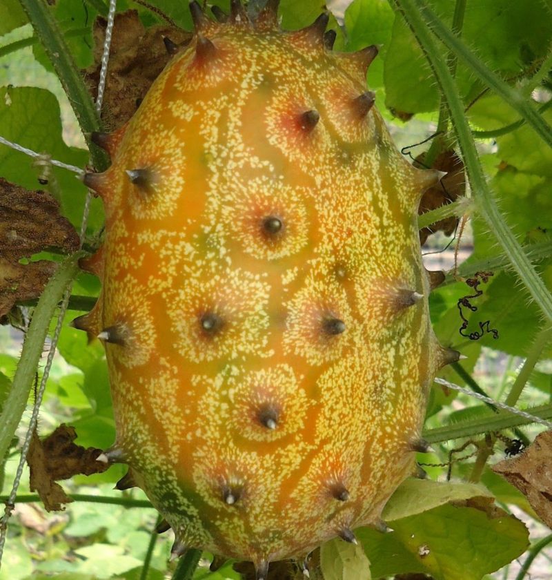 Cucumis metuliferus - kiwano