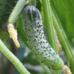 Bok choy – informatii utile despre cultivare