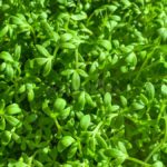 Mustar – informatii utile despre cultivare