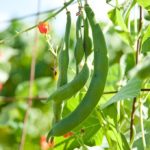 Castraveti – informatii utile despre cultivare