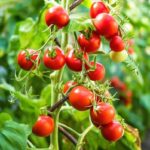 Bame – informatii utile despre cultivare